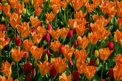 Bright orange tulips with red accents in a spring field, Keukenhof, Lisse, province of South