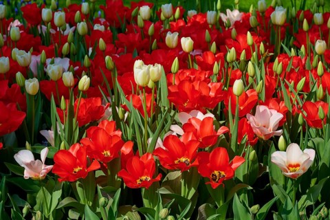 A vibrant field of predominantly red tulips, Keukenhof, Lisse, province of South Holland,
