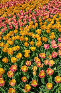 A field covered with yellow, orange and pink tulips, Keukenhof, Lisse, province of South Holland,