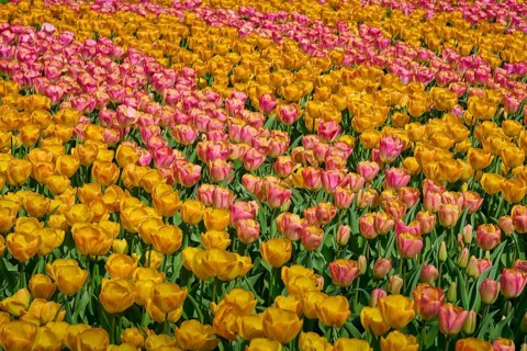 Field full of yellow and pink shaded tulips, Keukenhof, Lisse, province of South Holland,