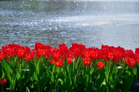 Bright red tulips blooming in front of a sunny lake, Keukenhof, Lisse, province of South Holland,