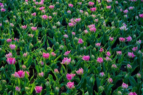 A vibrant field of pink tulips in full spring awakening, Keukenhof, Lisse, province of South