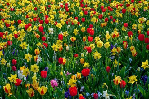 Flower meadow full of red tulips, hyacinths and daffodils in the spring light, Keukenhof, Lisse,
