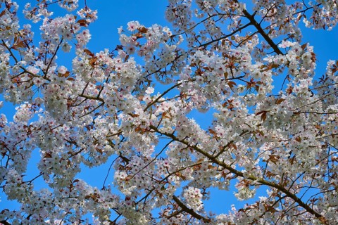Branch with white cherry blossoms against a blue sky in spring, Keukenhof, Lisse, province of South