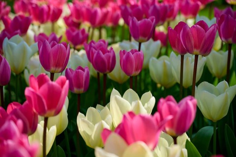 Pink and white tulips bloom brightly in the open air and radiate a lively spring atmosphere,