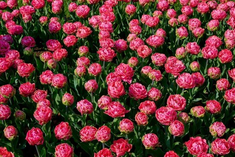 Close-up of densely planted pink tulips, in full bloom, Keukenhof, Lisse, province of South