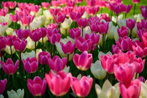 A sea of pink and white tulips blooming in a park and spreading a fresh spring atmosphere,