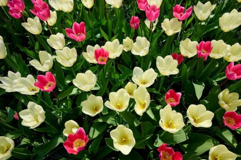 Spring colours with pink and white tulips blooming vividly in a park, Keukenhof, Lisse, province of