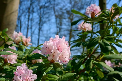 Pink flowering rhododendron bushes under a blue sky and surrounded by trees heralding the arrival