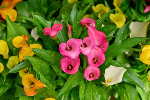 Pink, yellow and white calla with green leaves in vivid colours, Keukenhof, Lisse, province of