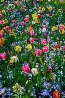 Colourful sea of flowers with tulips in different colours in a lively spring garden, Keukenhof,