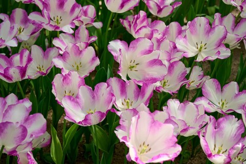White tulip flowers with pink accents, creating a soft and peaceful atmosphere, Keukenhof, Lisse,