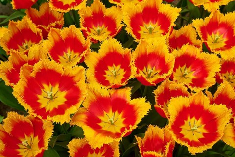 Intense yellow-red tulips with fringed edges that convey a lively dynamism, Keukenhof, Lisse,