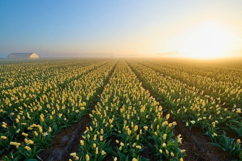 Yellow tulips stretch out in neat rows under a misty sunrise, Sassenheim, province of South
