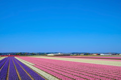 Endless colourful tulip fields under a clear blue sky create a spring-like atmosphere, Sassenheim,