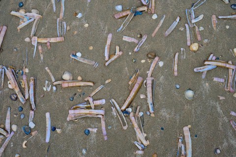 Razor shells and small shells scattered on the sandy beach, beach section 27, Noordwijk, North Sea,