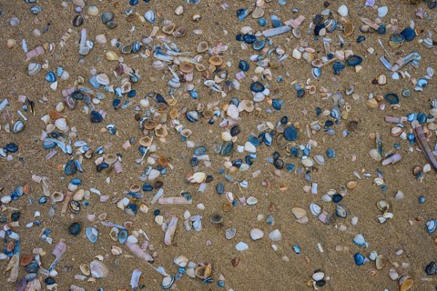 Many small shells are scattered over the sandy bottom, beach section 27, Noordwijk, North Sea,