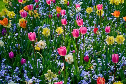 A colourful flower field with tulips in different colours among other flowering plants, Keukenhof,