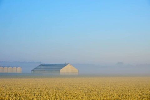 A greenhouse stands in a misty field full of yellow flowers under a blue sky, Sassenheim, province