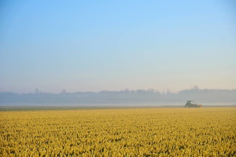 A tractor drives across a vast field of yellow tulips in foggy weather, Sassenheim, province of