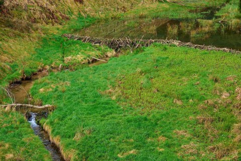 A small river flows through a green area with a beaver dam, spring, Weibersbrunn, Spessart,