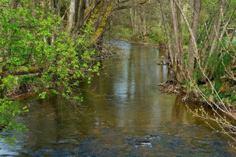 A small stream flows quietly through a green forest in spring, Spring, Jossa, Sinntal, Spessart,