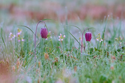 Snake's Head Fritillary or lapwing (Fritillaria meleagris), flowers on dewy meadow with colourful