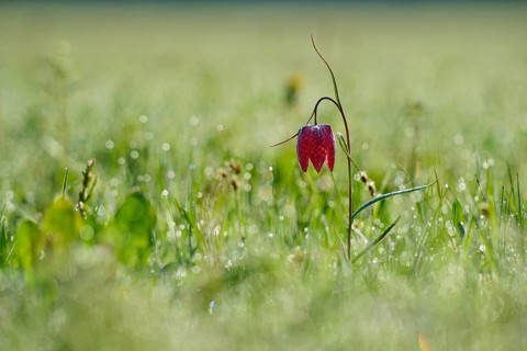 Snake's Head Fritillary or lapwing (Fritillaria meleagris), flower stands on a damp meadow in the