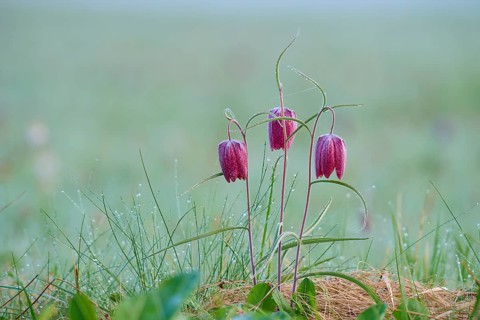 Snake's Head Fritillary or lapwing (Fritillaria meleagris), group with dewdrops on a green meadow,