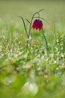 Snake's Head Fritillary or lapwing (Fritillaria meleagris), flower with taudiamonds in the grass in