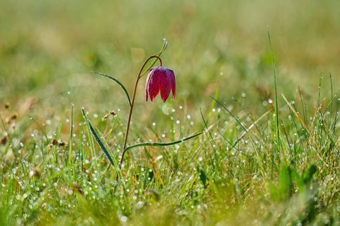 Snake's Head Fritillary or lapwing (Fritillaria meleagris), flower on dewy meadow in the morning