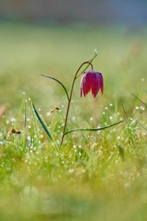 Snake's Head Fritillary or lapwing (Fritillaria meleagris), flower in a dewy meadow under soft