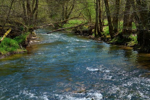 A clear stream runs through a forest with fresh spring green, spring, Jossa, Sinntal, Spessart,