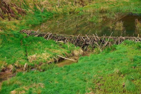 A quiet pond with a beaver dam in a green landscape, spring, Weibersbrunn, Spessart, Bavaria,