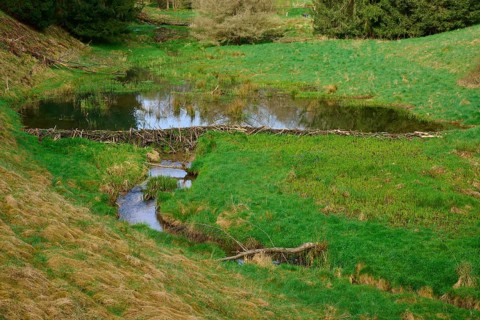 A small pond with a beaver dam in the middle of a green meadow, spring, Weibersbrunn, Spessart,