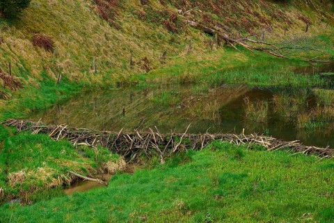 A quiet pond with a beaver dam, surrounded by green nature, spring, Weibersbrunn, Spessart,
