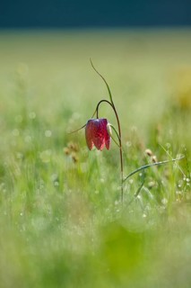 Snake's Head Fritillary or lapwing (Fritillaria meleagris), flower on a dewy meadow at dawn,