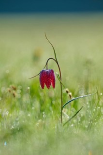 Snake's Head Fritillary or lapwing (Fritillaria meleagris), flower in dewy grass at dawn, spring,