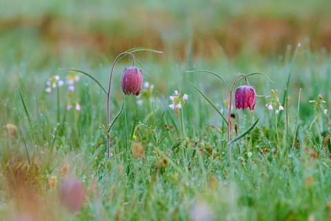 Snake's Head Fritillary or lapwing (Fritillaria meleagris), in the morning dew on a green meadow in