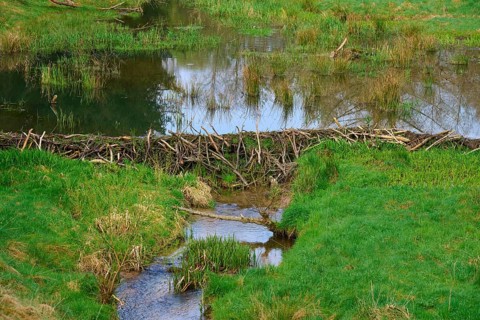 A beaver dam with a pond surrounded by green landscape, spring, Weibersbrunn, Spessart, Bavaria,