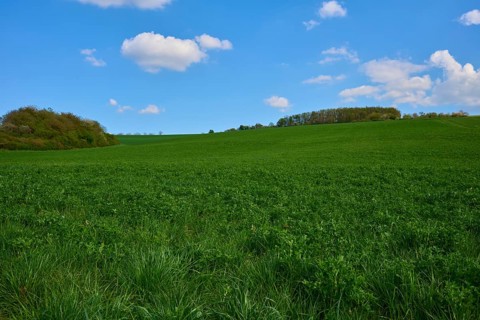 Extensive green landscape with clover field under clear blue sky with scattered clouds, Karsbach,