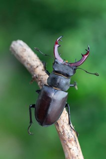 Detailed close-up of a stag beetle in its natural habitat