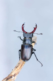 Detailed close-up of a stag beetle (Lucanus cervus) in its natural habitat