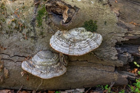 Tinder fungus (Fomes fomentarius) on dead wood, Bavaria, Germany