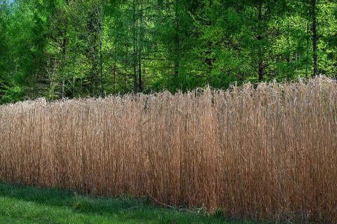 Reed cultivation (Miscanthus), Franconia, Bavaria, Germany