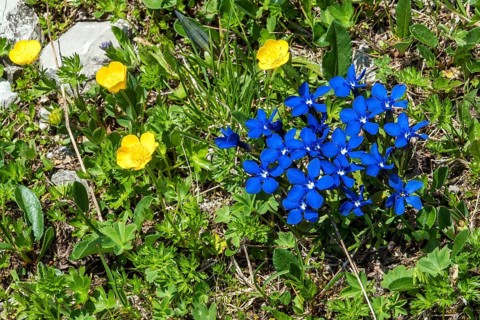 Spring gentian (Gentiana verna), and Ranunculus repens (Ranunculus repens), flowering, Oberallgäu,