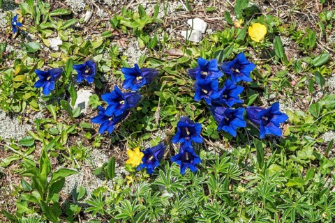 Gentian (Gentiana), flowering, Oberallgäu, Bavaria, Germany