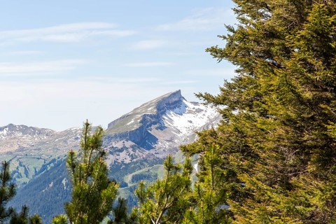 Snow-covered mountain peak of the Hoher Ifen and the Gottesacker plateau between dense coniferous