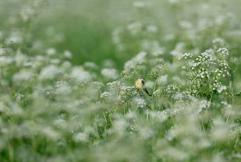 Yellow wagtail (Motacilla flava) sitting in meadow chervil (Anthriscus sylvestris), Lower Rhine,