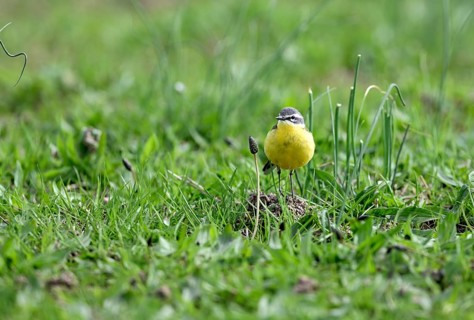 Yellow wagtail (Motacilla flava), in a meadow, Lower Rhine, North Rhine-Westphalia, Germany